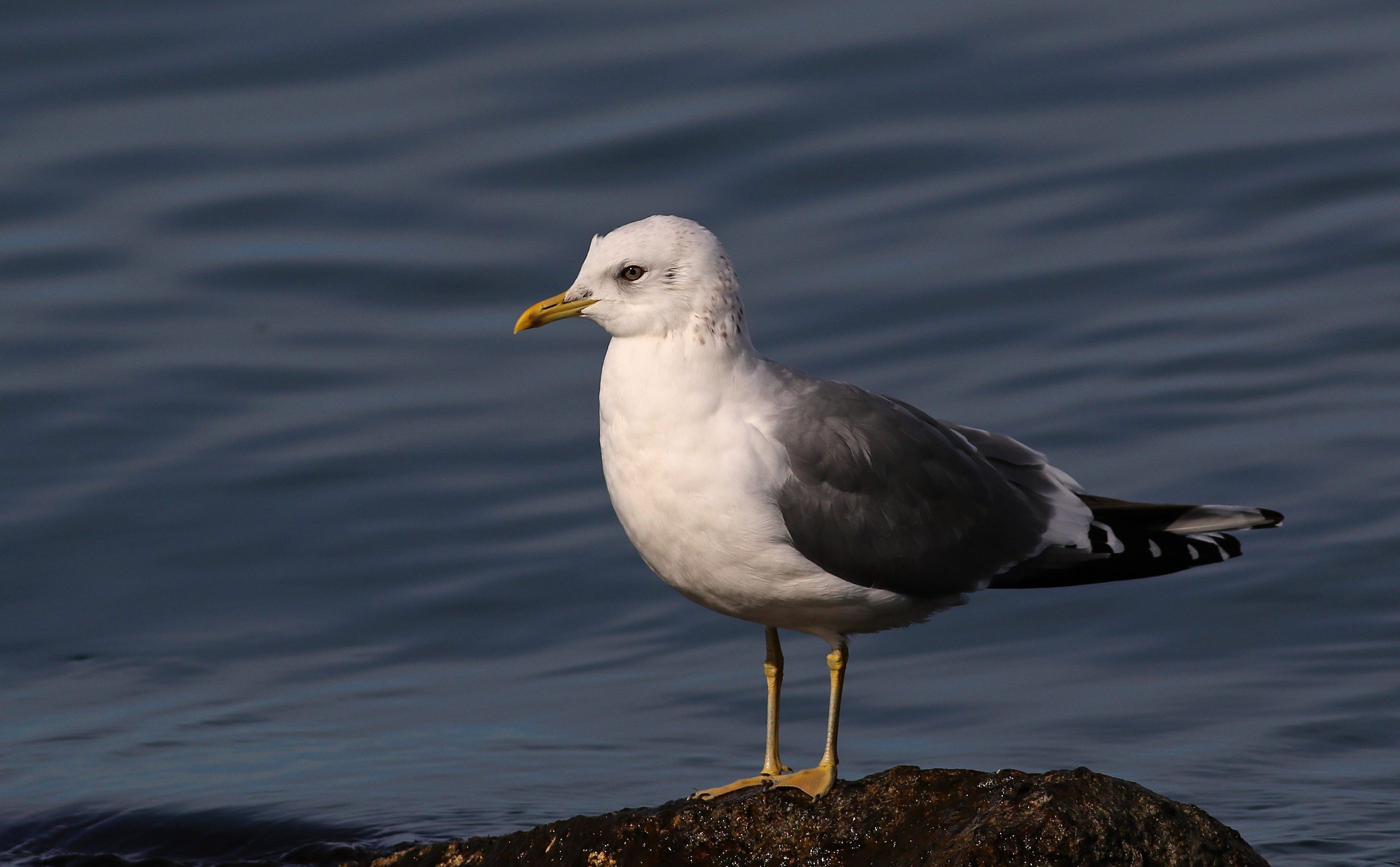Mew Gull